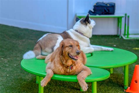 doggy day care annapolis|Playful Pack now open in Annapolis, Maryland